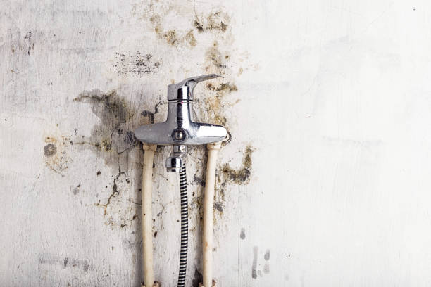 Best Best Mold Removal Companies  in Springfield, VA