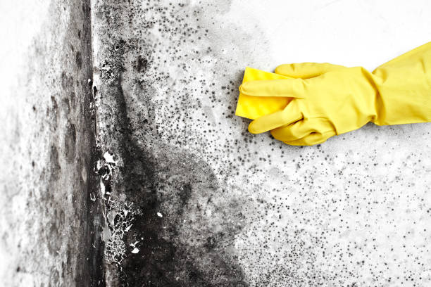 Mold Removal Process in Springfield, VA