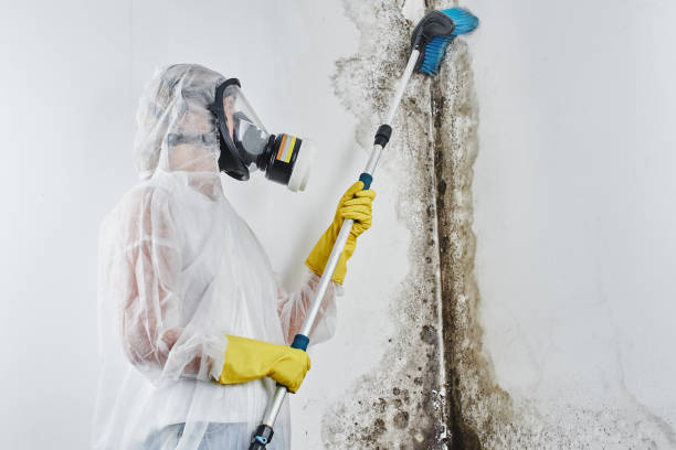 Best Black Mold Removal  in Springfield, VA