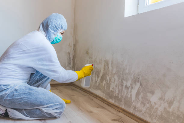 Professional Mold Removal in Springfield, VA