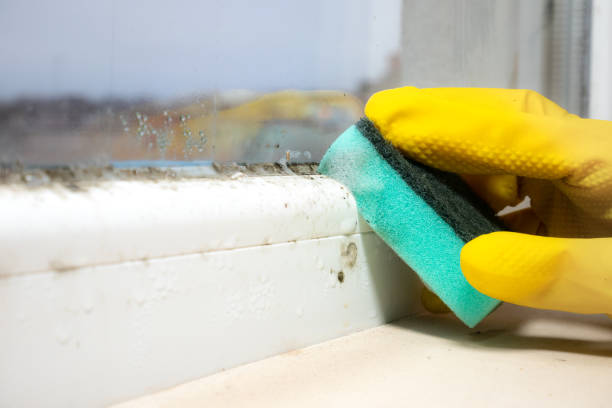 Best Local Mold Removal Service  in Springfield, VA