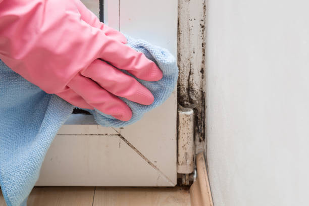 Best Affordable Mold Removal  in Springfield, VA