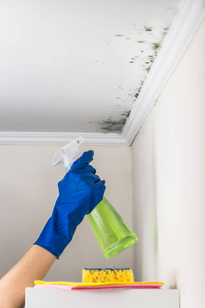 Best Professional Mold Removal  in Springfield, VA